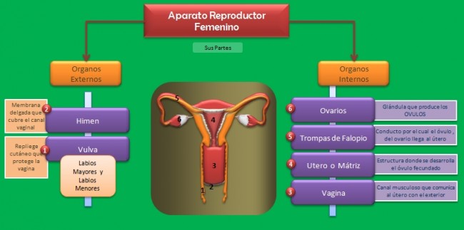 Cuadros Comparativos Entre Sistema Reproductor Femenino Y Masculino
