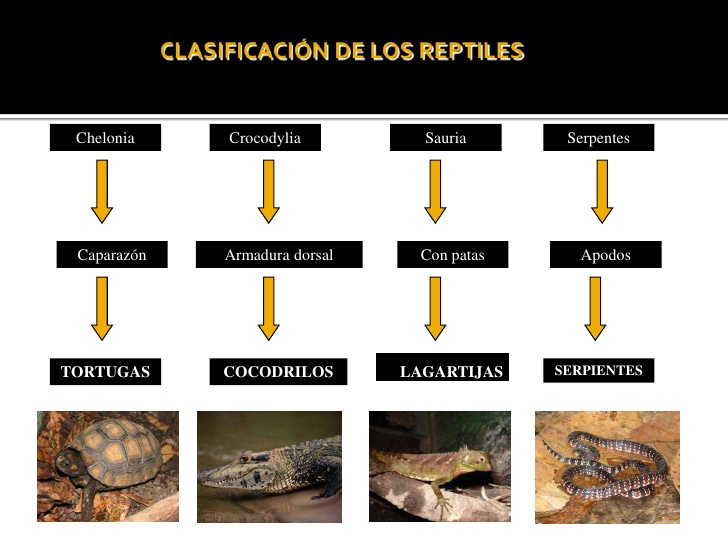 Clasificacion de reptiles
