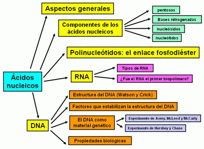tipos de acidosis nucleicos pdf