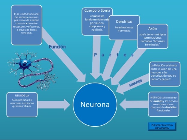 Cuadros Sin Pticos Y Mapas Conceptuales Sobre Las Neuronas Cuadro