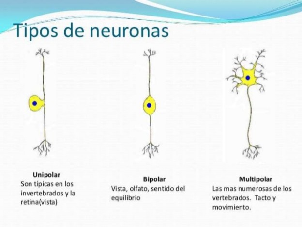 Cuadros Sin Pticos Y Mapas Conceptuales Sobre Las Neuronas Cuadro