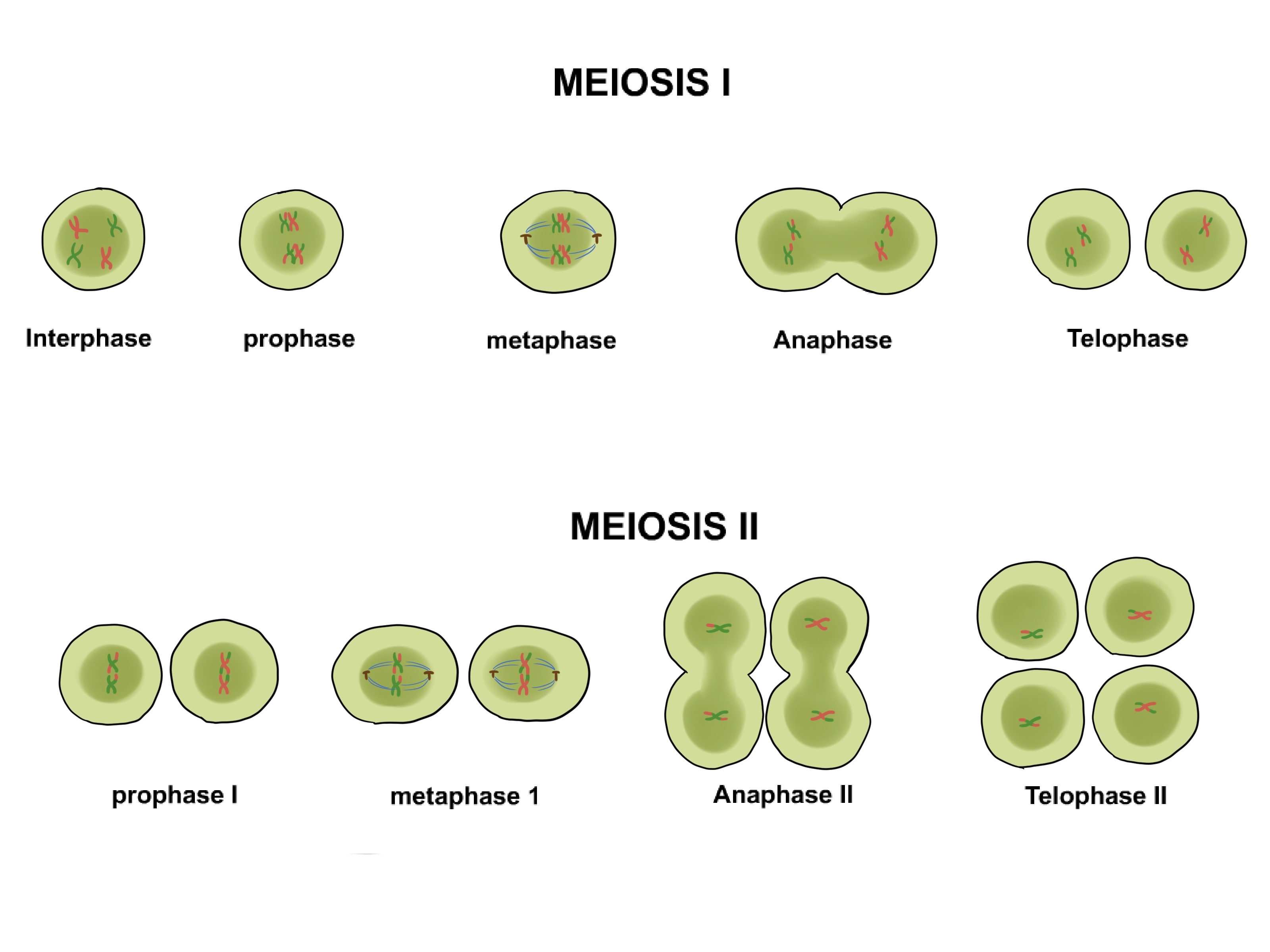 Cuadros Sinópticos Sobre Mitosis Y Meiosis Diferencias Cuadro