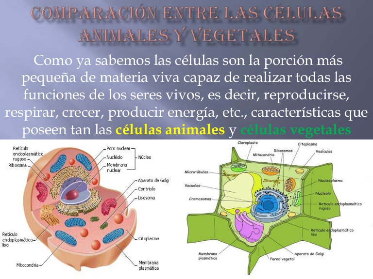 La Celula Eucariota La Celula Animal Y Vegetal Los Organulos Bio Images