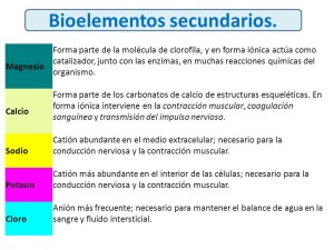 Cuadros sinópticos sobre bioelementos Cuadro Comparativo