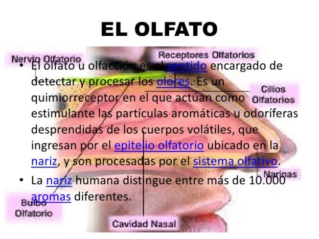 Cuadros Comparativos De Los Sentidos Ejemplos E Im Genes Cuadro Comparativo