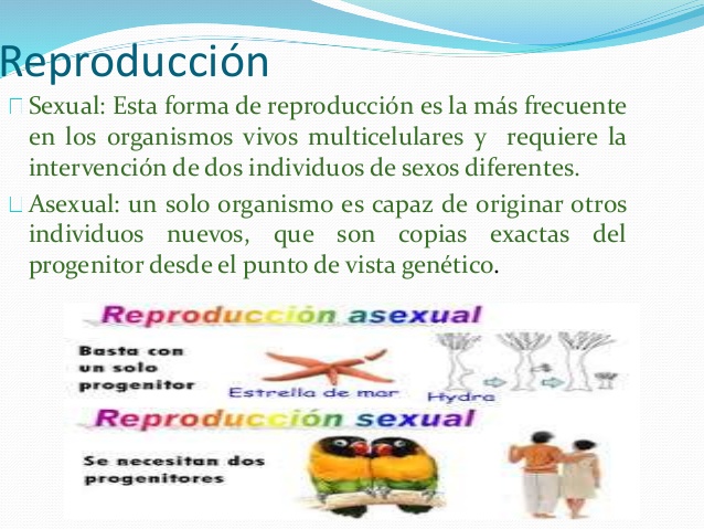 Cuadros Comparativos Entre Reproducción Sexual Y Asexual Cuadro Comparativo