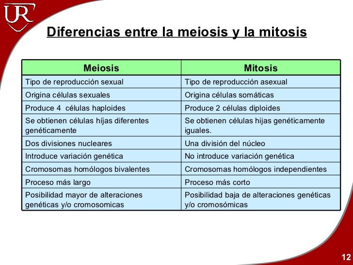 Diferencias Entre Mitosis Y Meiosis Cuadro Comparativo