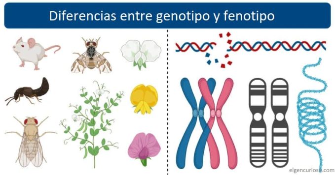 Flora Y Fauna Diferencias Y Similitudes Cuadro Comparativo