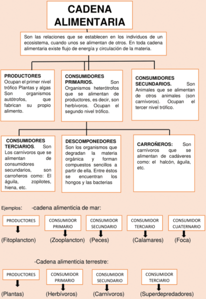 Mapas Conceptuales Sobre La Cadena Alimenticia Cuadro Comparativo The Best Porn Website