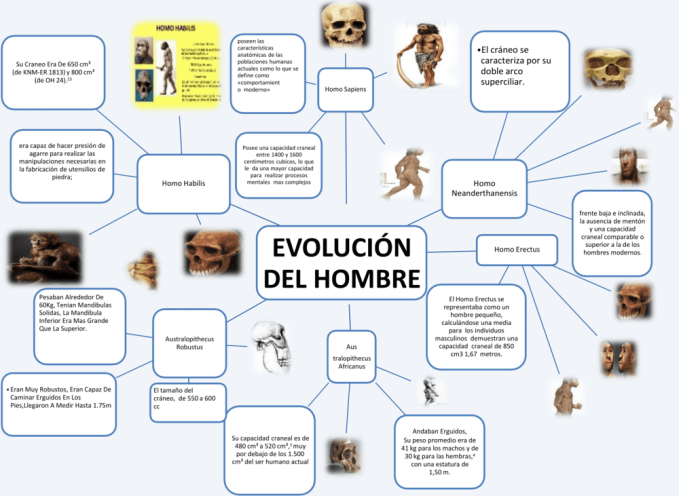 Mapas conceptuales sobre Teoria de la Evolución Cuadro Comparativo