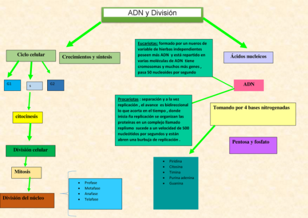 Mapas Conceptuales Sobre El ADN Cuadro Comparativo