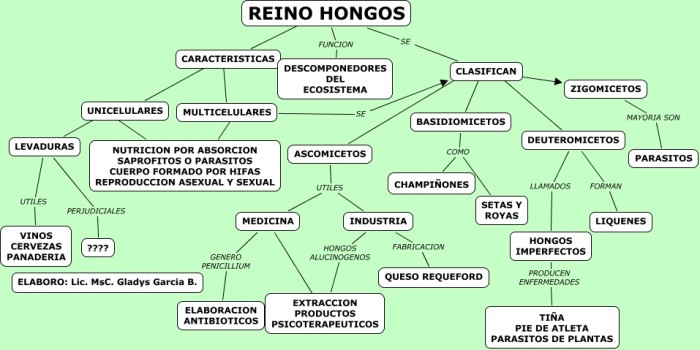 REINO HONGOS.cmapm