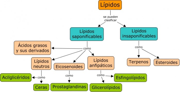 lipidos-clasificacion