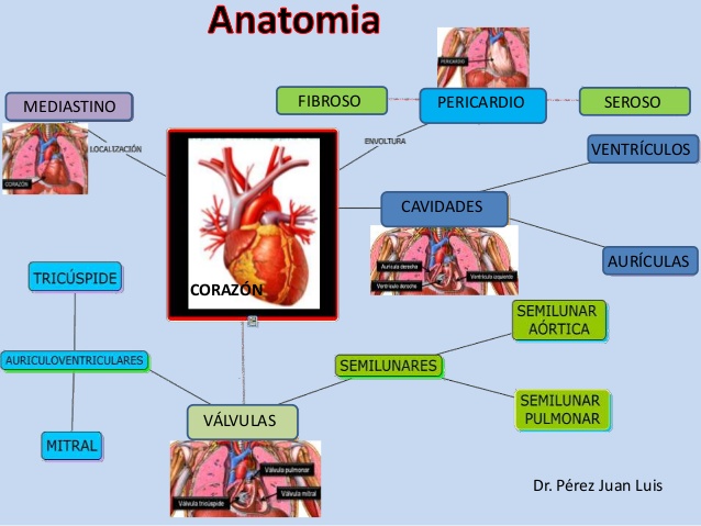 mapas-conceptuales-anatoma-y-fisiologa-del-corazn-8-638