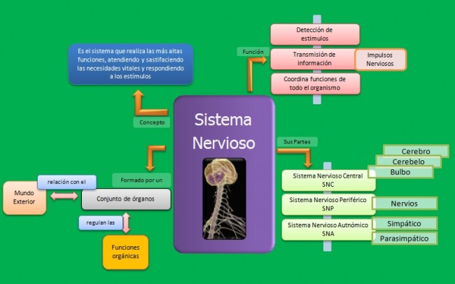 esquema-sistema-nervioso-sus-partes-1