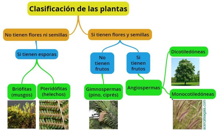 Cuadros Sinópticos Sobre Las Plantas: Clasificación Y Tipos | Cuadro ...