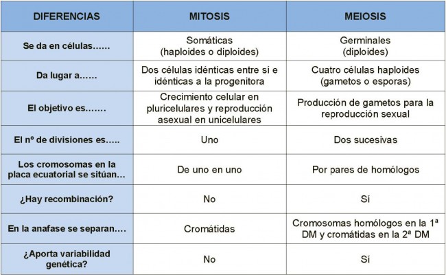Comparacion MITOSIS-MEIOSIS