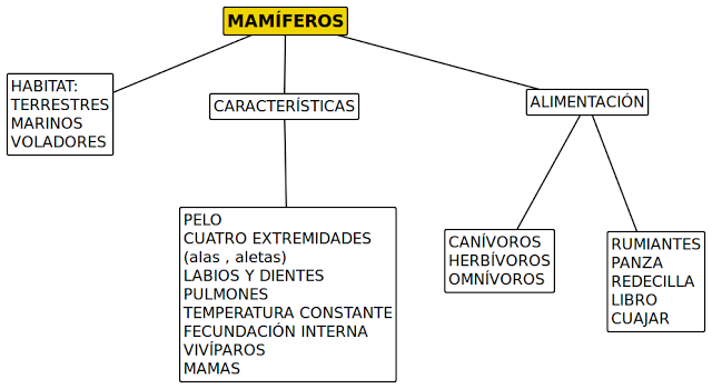 Cuadros sinópticos sobre mamíferos: Características y grupos | Cuadro  Comparativo