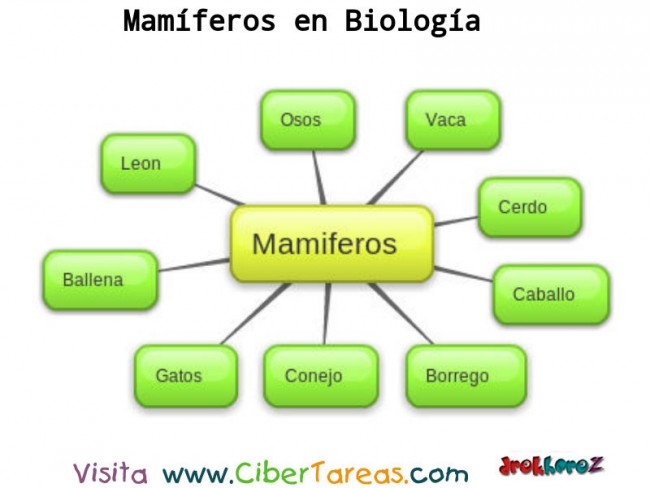 Mamiferos_Mapa-Conceptual-Biologia-1