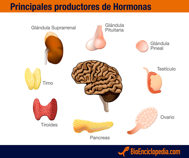productores-hormonas