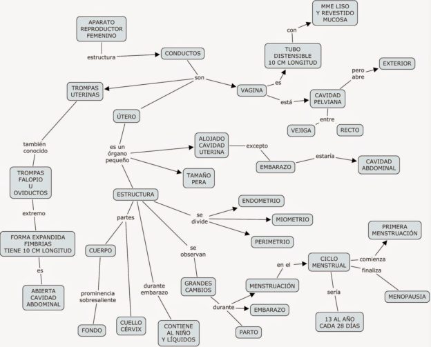 Mapas Mentales Y Cuadros Sin Pticos Sobre El Aparato Reproductor