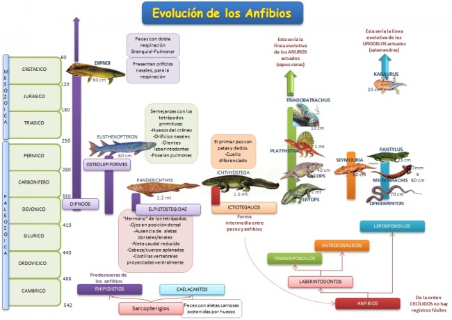 esquema-evolucion-anfibios