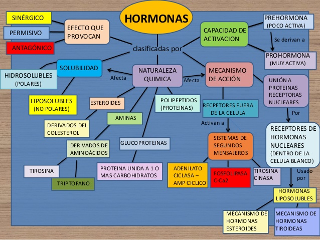 hormonas-mapa-conceptual-y-tablas-hipotalamo-hipofisis-3-638