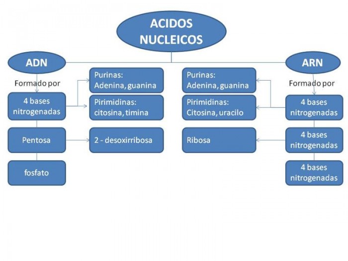 mapa conceptual Acidos Nucleicos