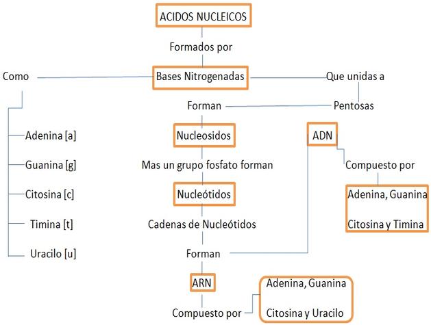 mapa_conceptual_acidos_nucleicos