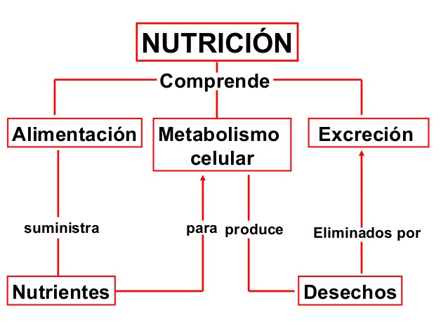 nutricin-plantas-1-638