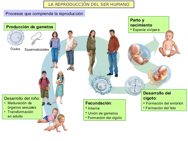reproduccin-humana-aparato-reproductor-2012-4-638