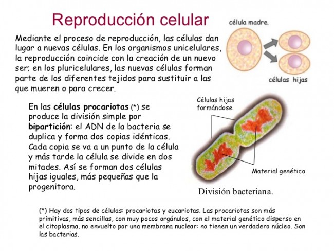 reproduccion-celular-parte-1-1-728