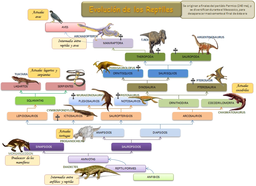 reptilesesquema-evolucion-reptiles