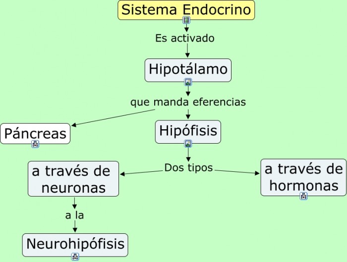 3.1 Sistema endocrino.cmap
