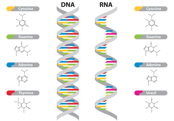 Resultado de imagen de las ProteÃ­nas y el ADN y RDN