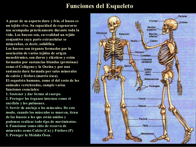 esqueleto-humano-5-638