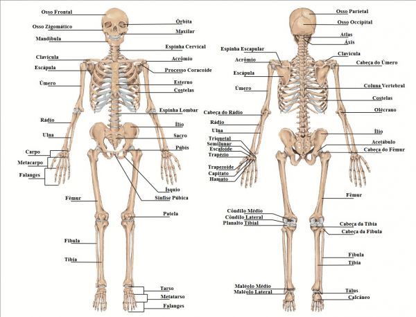 esqueleto53ebd690216d7-esqueleto-humano-large