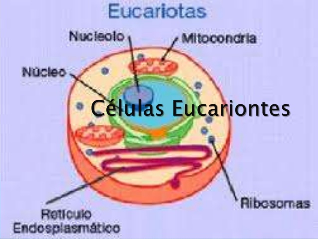 eucariontes-1-638