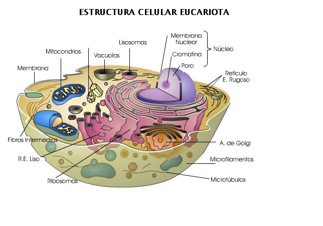 eucariota1