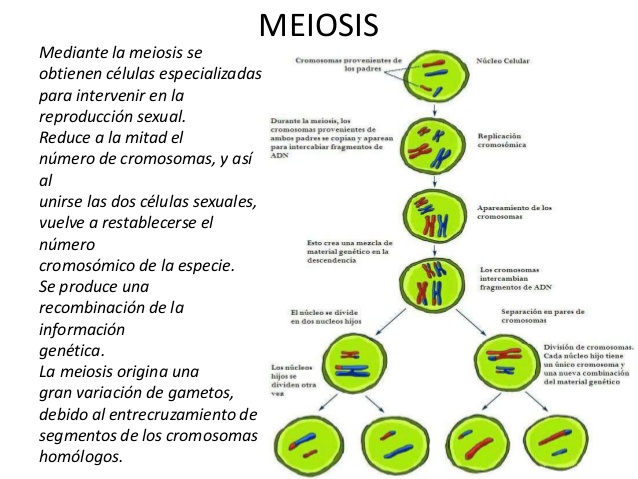masmitosis-y-meiosis-divisin-celular-9-638