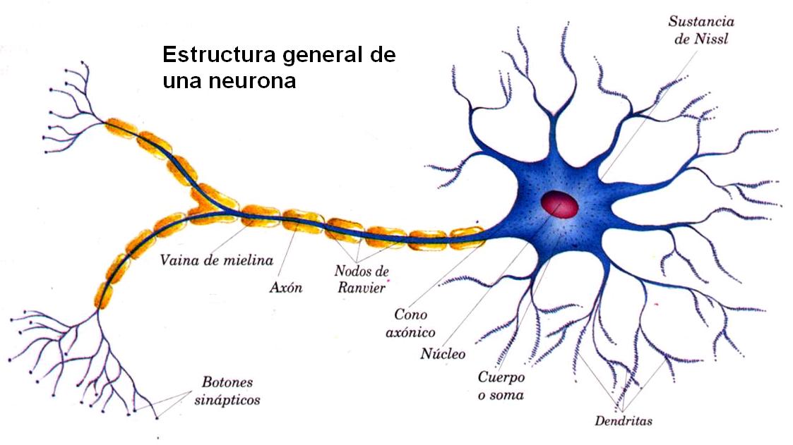 neuronaMorfologia de la neurona