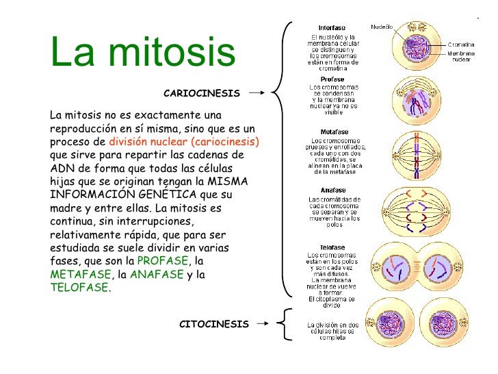 reproduccion-celular-parte-2-mitosis-1-728