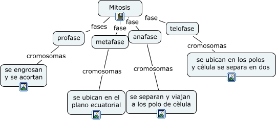 Cuadros sinópticos sobre mitosis y meiosis : Diferencias | Cuadro  Comparativo