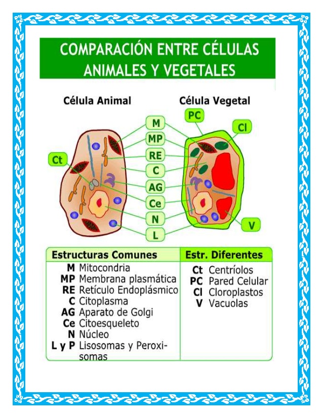 celulasdiferencias-entre-celula-animal-y-vegetal-5-638
