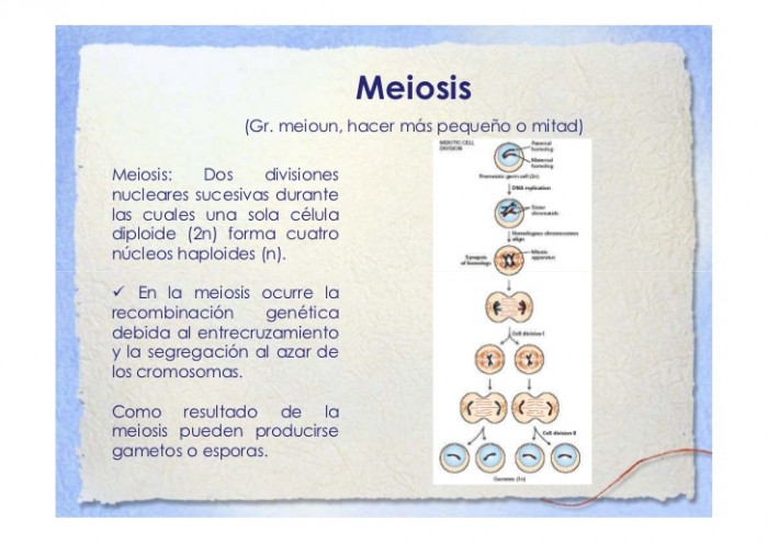 clase-10-ciclo-celular-mitosis-y-meisis-15-728
