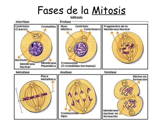 meiosisEsquema-fases-de-la-mitosis