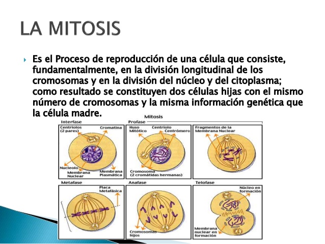 meiosisla-mitosis-3-638