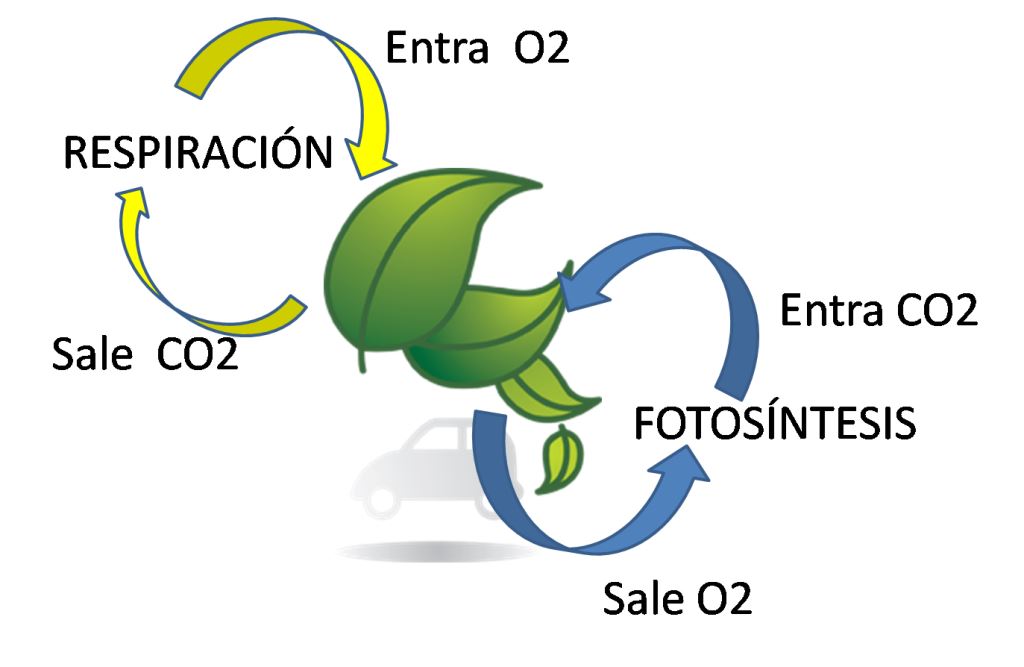 respiracion y fotosintesis1