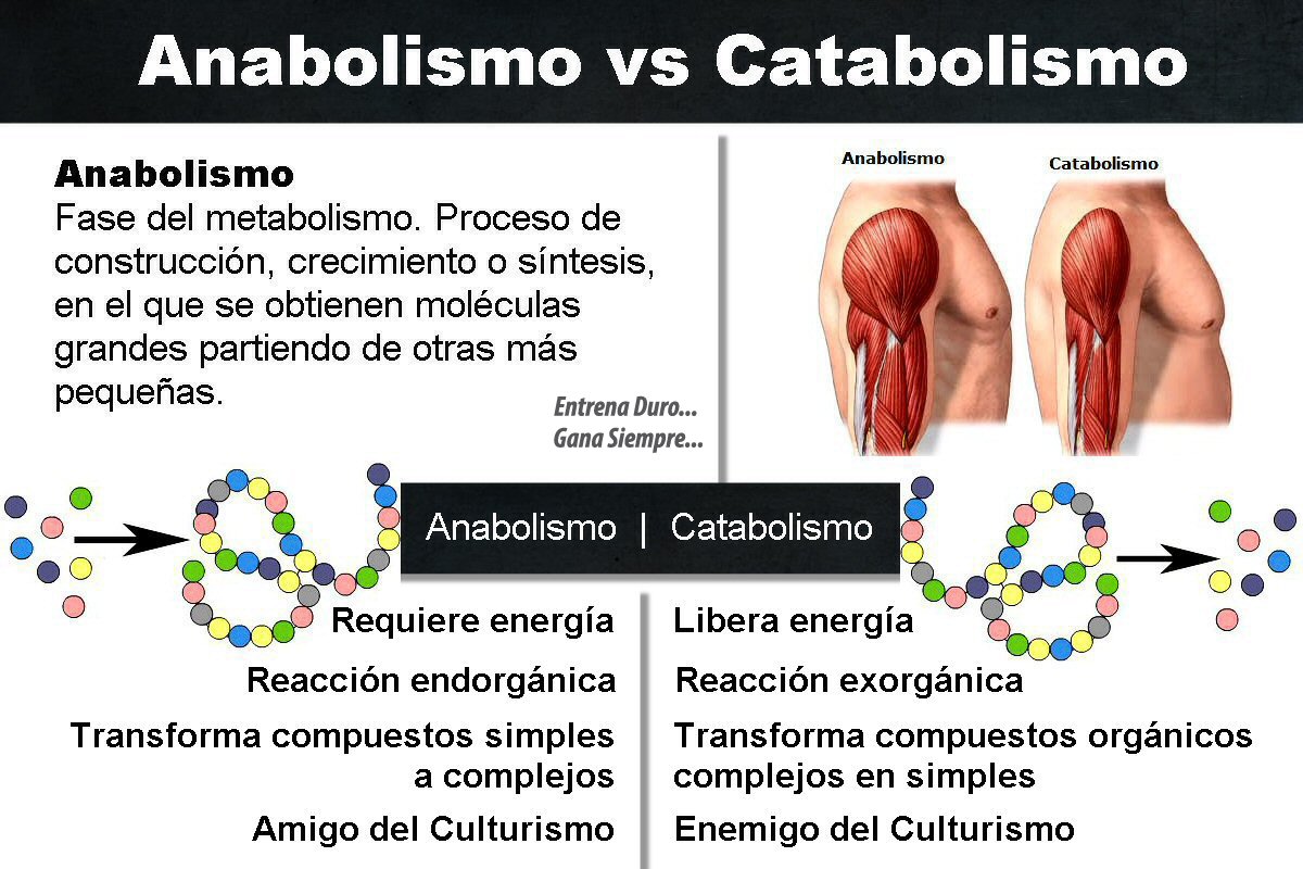anabolismo-y-catabolismo-diferencias
