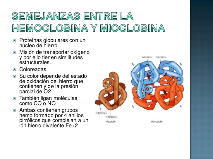 hemoglobina-y-mioglobina-estructura-caractersticas-semejanzas-y-diferencias-6-728